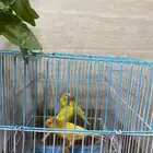 كناري فروخ