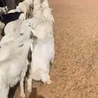 ذبايح حريات مع الذبيح والتوصيل