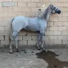 فرس شعبيه