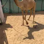 هجن