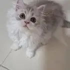 مطعم واعمارهم شهرين