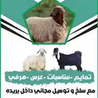 ذبايح بريده تيوس -حري -نعيم