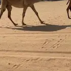 بكره لقحه لها سبع شهور شرطط الموقع ب الحصاه