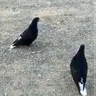 حمام قطيفي للبيع الموقع املج
