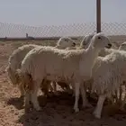 غنم حريات حرش ضريع ودفيع