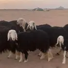 لبيع غنم نجد مراح واحد العدد 14 ب فحلها