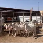جفرات مشاريك