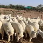 طليان حرية للمناسبات والتمايم والاضاحي