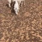 خلفات حريات