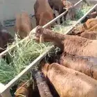 سواكن مرابي