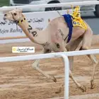 حاشي سباق للبيع