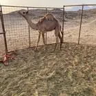 قعود للبيع