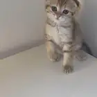 قطة سكوتش عمرها شهر