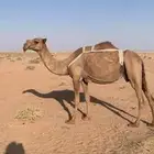 لبيع لقحه صفراء لها ف القاح 9 شهور