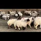 جذعات نعيم مضاريع