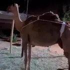 عشراء تحتها قعود للبيع