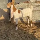 عرض جفرة طيبه