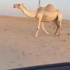 لقحه وضحاء