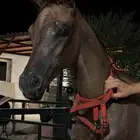 مهره شعبيه للبيع