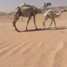 ابل