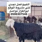 فحل نجدي شرط ثني