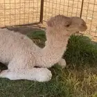 للبيع البعير الرماني المنتج