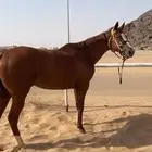 فرس