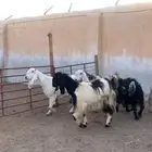 معزا متاويم