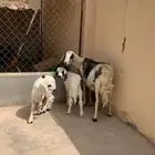 نعجه صفرا عليها خروفين