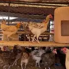 دجاج بياض بلدي