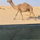 الضروبه الصفرا الكفو