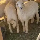 ذبايح حريات شمال الرياض بنبان