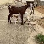 عنز نادره