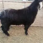 تيس عارضي للبيع