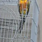 صن كنيور دخل الشبك هدد