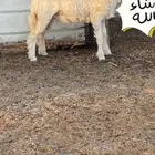 رخل صنف الصنف