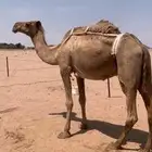 لبيع خفوت صفراء دبيانيه مبيوع ولدها اليوم