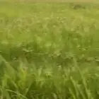 فرصه مزرعه ايجار محور رشاش السهباء الخرج الرياض