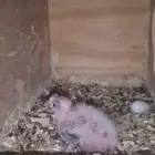 فرخ كروان هولندي