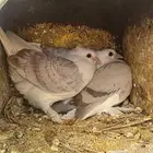 حمام رمان للبيع العدد 20 حبه