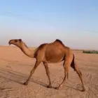 لبيع بكره صفراء دبيانيه