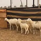 رخال صنف تم البيع خارج الموقع