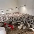 صوص فيومي