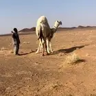 خلفه هديه منيحه من المراح حدرها قعود الديس سليم هش ام رابع