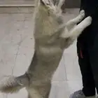 هاسكي للبيع