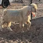 تيوس عوارض بيض