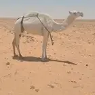 عشراء تحتها قعود ام ثاني