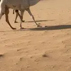 البيع قعود اوضح كفوو