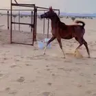 مهره عربيه
