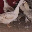 بط بكيني